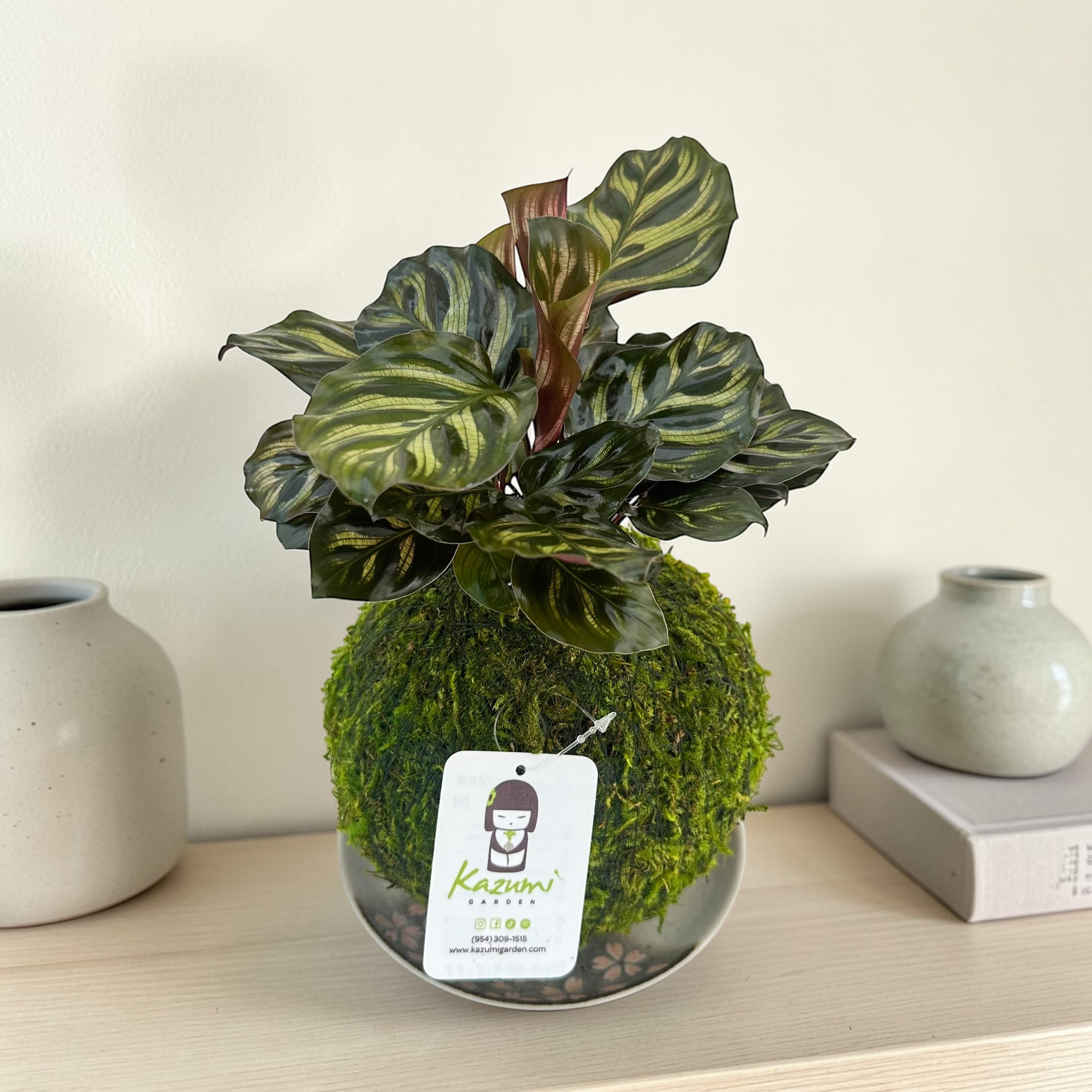 Calathea Makoyana | Moss Ball Kokedama