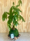 Money Tree | Moss Ball Kokedama